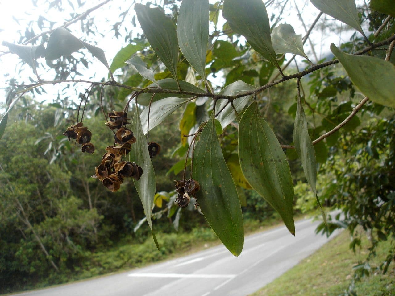 Akacja mangium 20