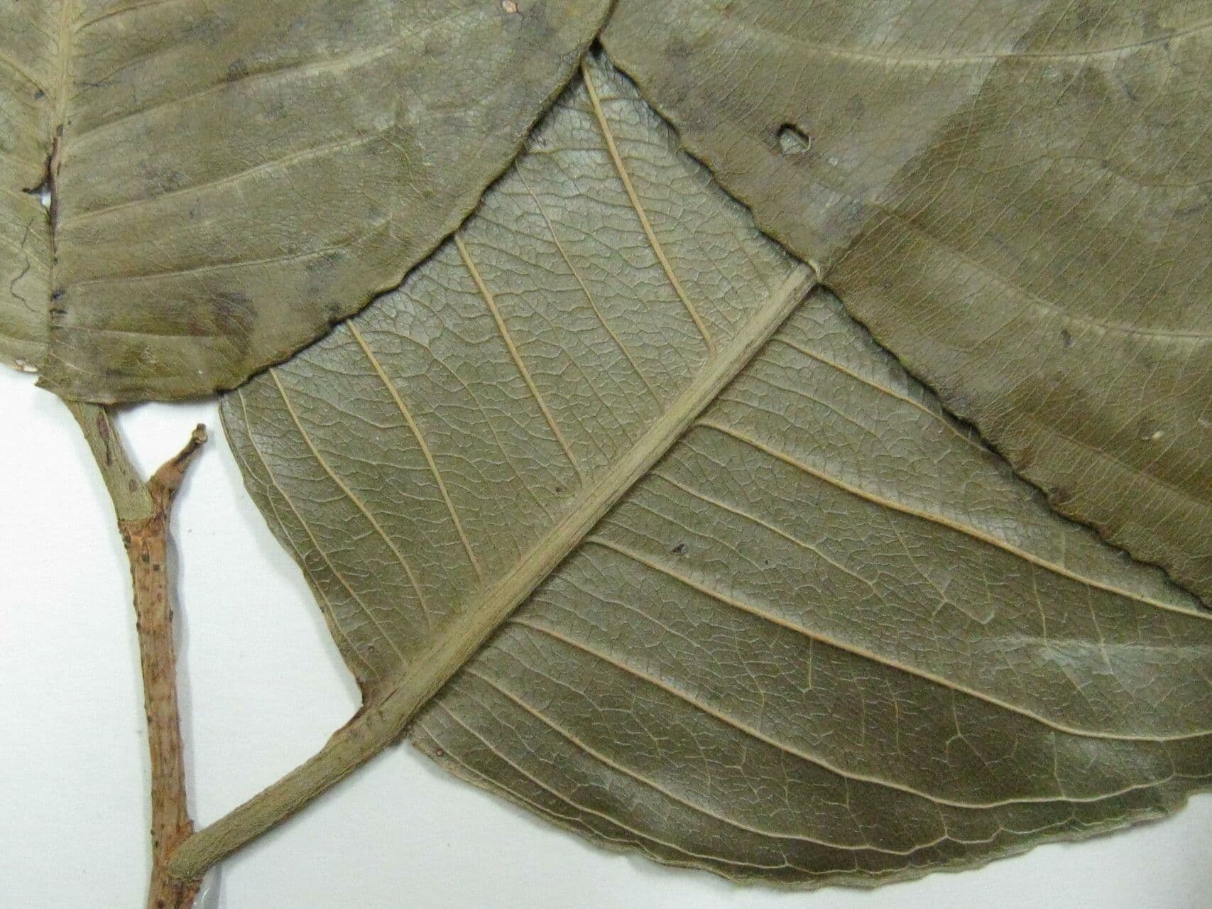 Eschweilera 7