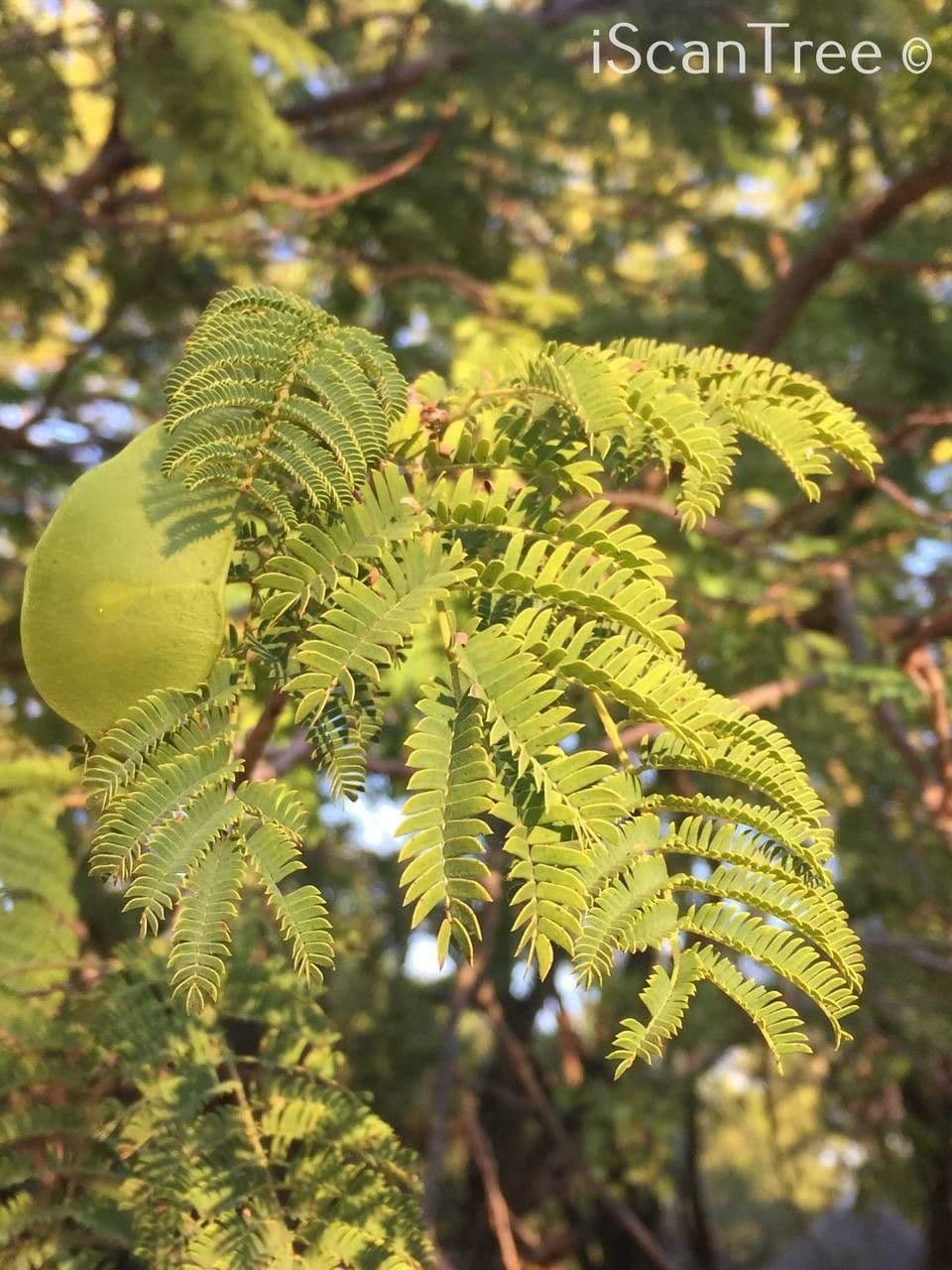Albizia 15
