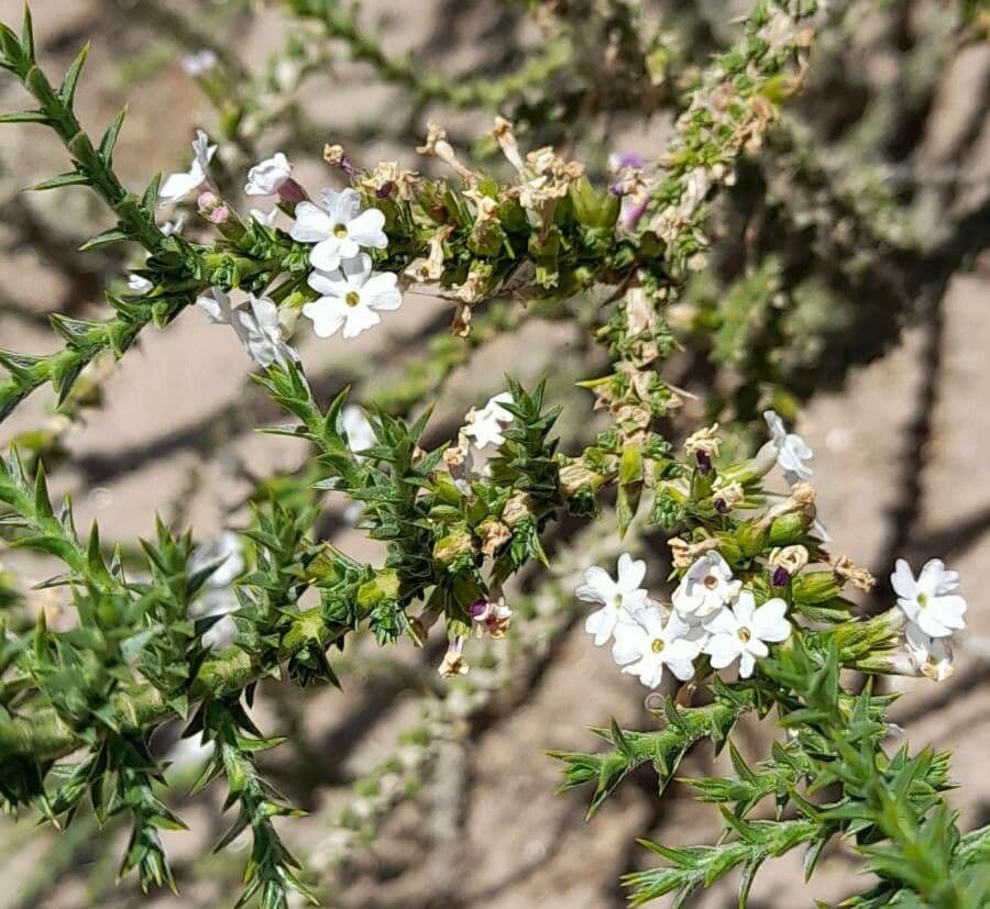 Junellia