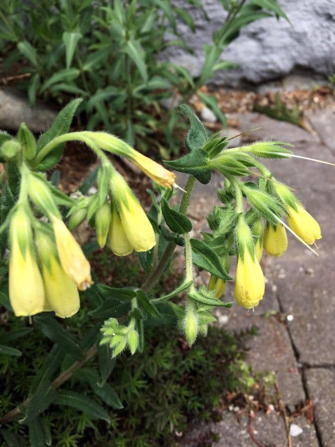 Onosma 5