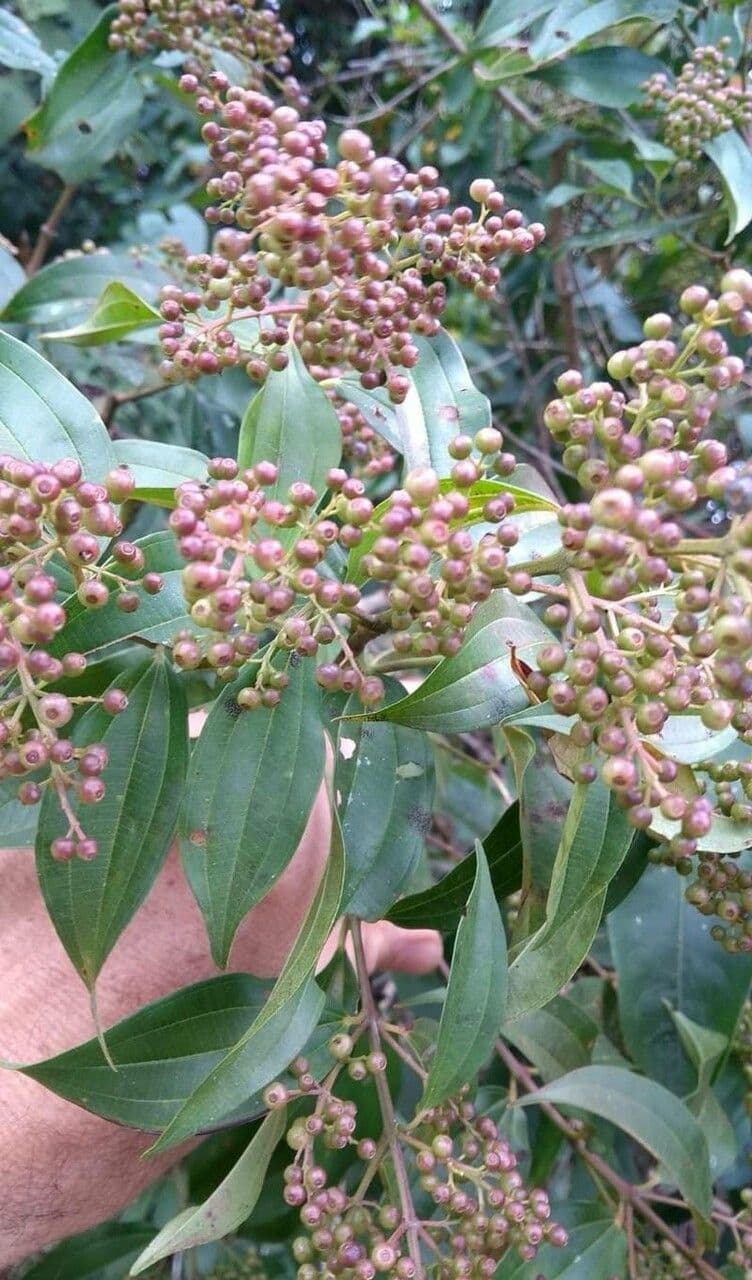 Miconia ligustroides