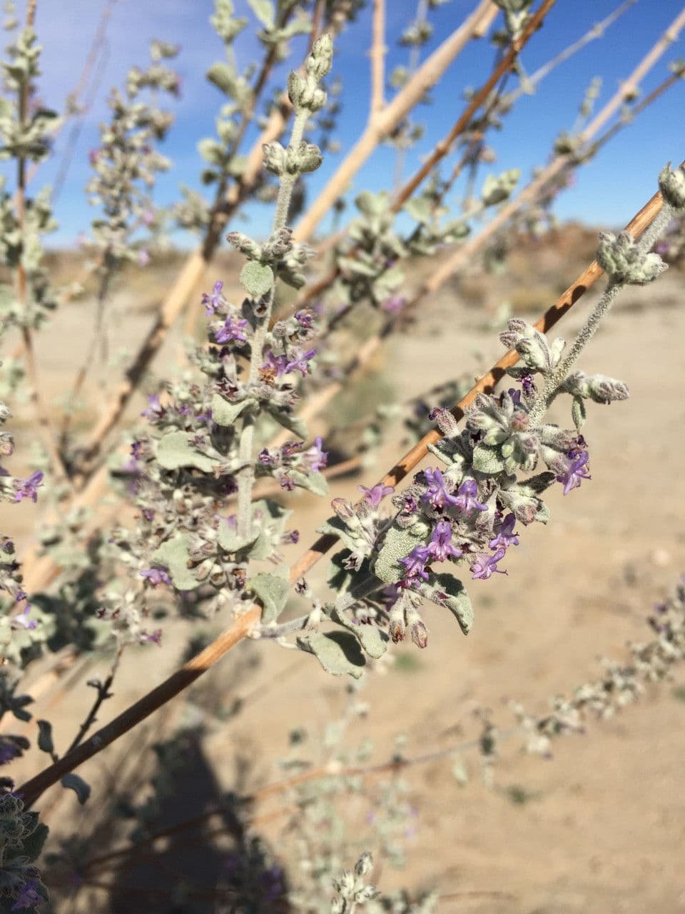 Lavanda del deserto 8