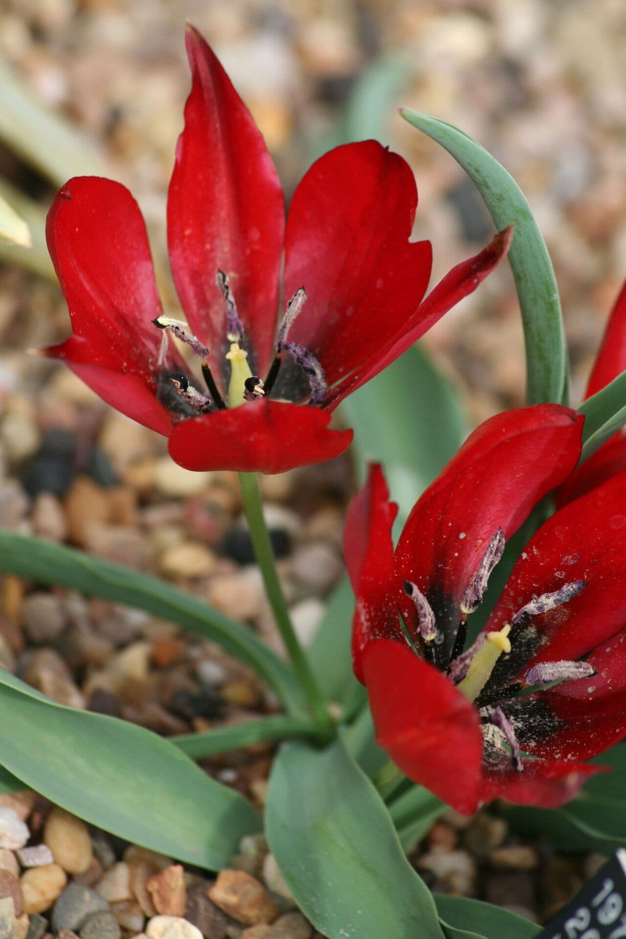 Tulipano