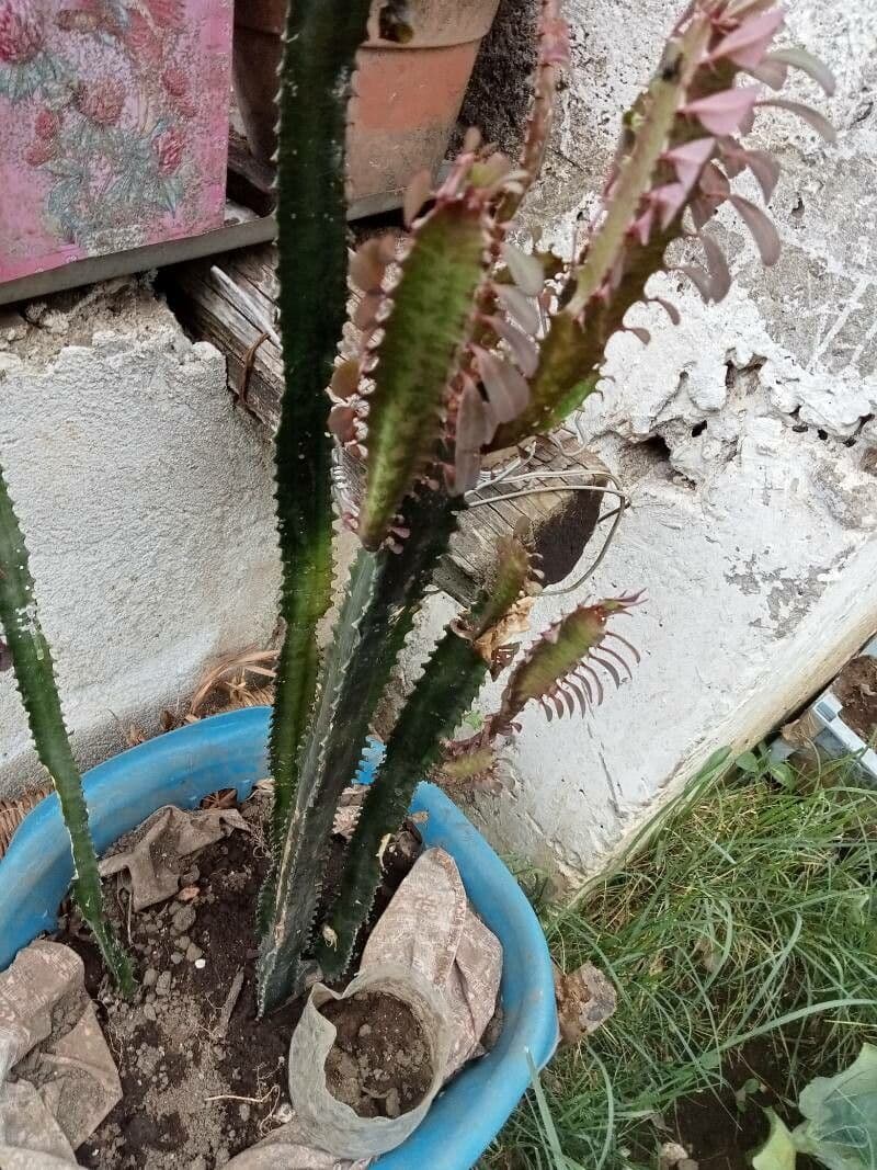 Pryšec 7