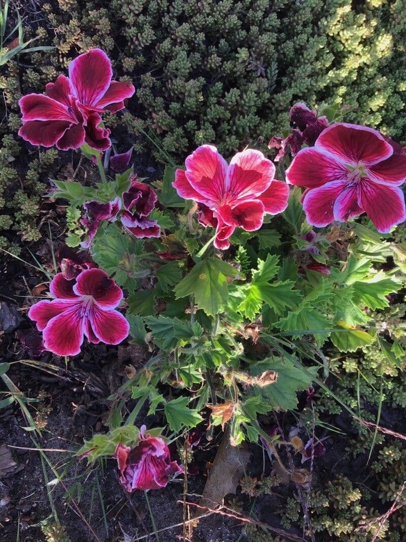 Pelargonio 3