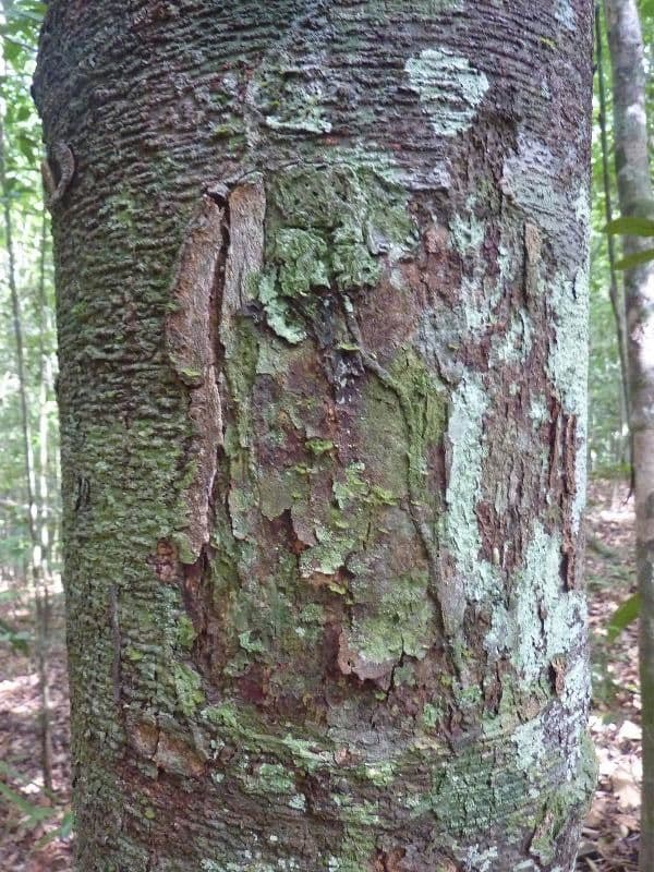 Batocarpus 2