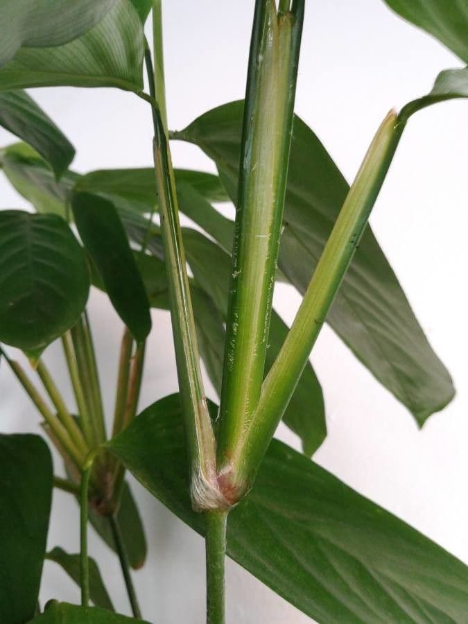 Ctenanthe 12