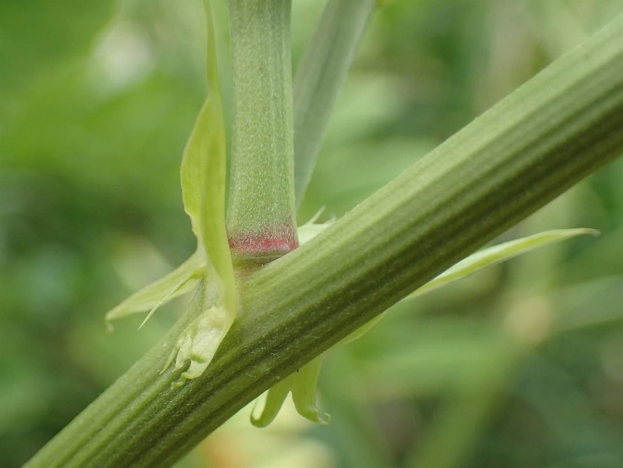 Galega 25