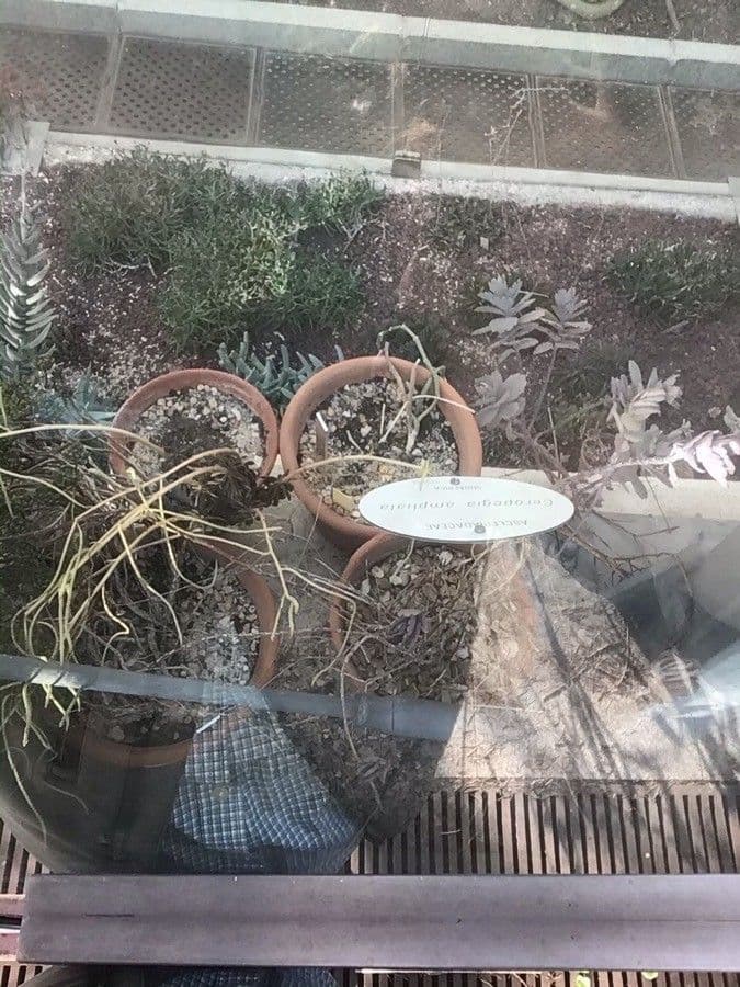 Ceropegia 7
