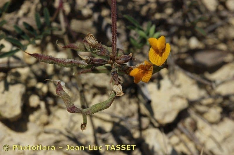 Hippocrepis 24