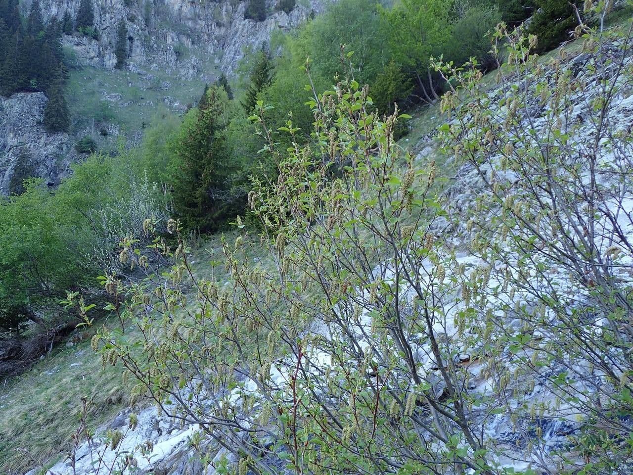 Ontano verde 14