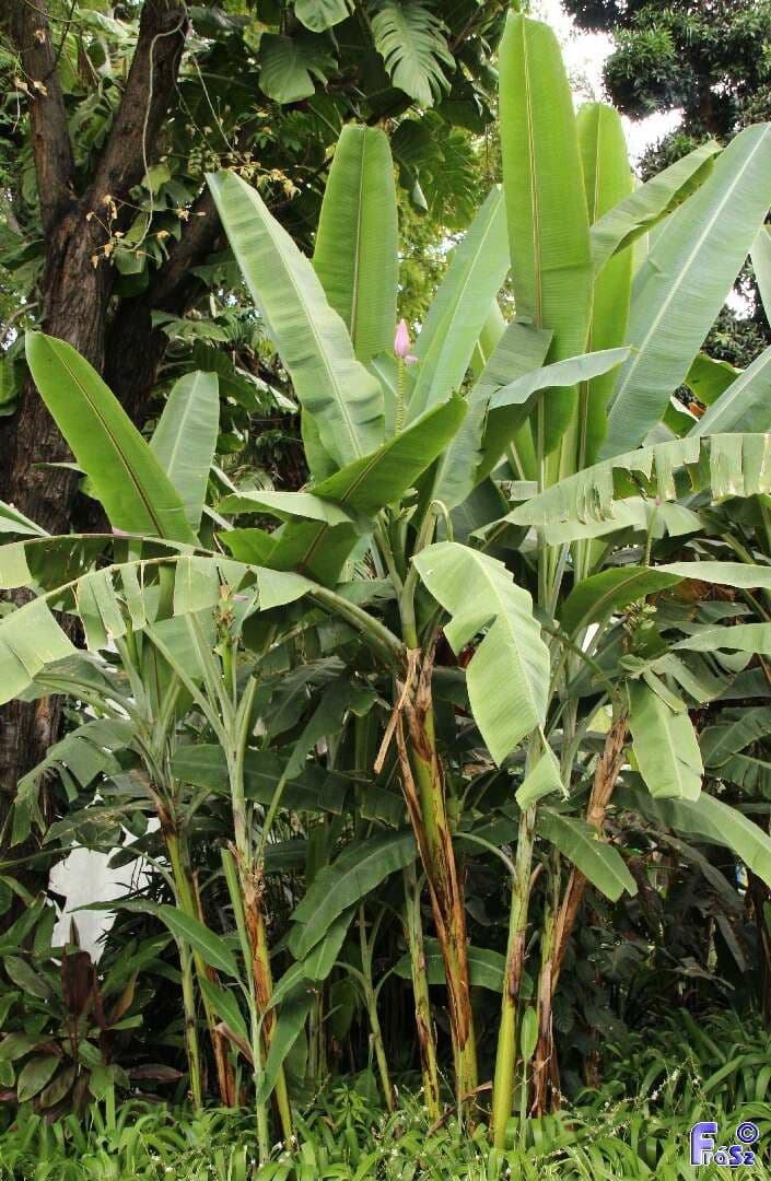 Banan fieristico 8