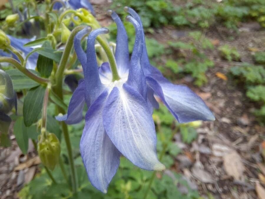 Alpine columbine 8