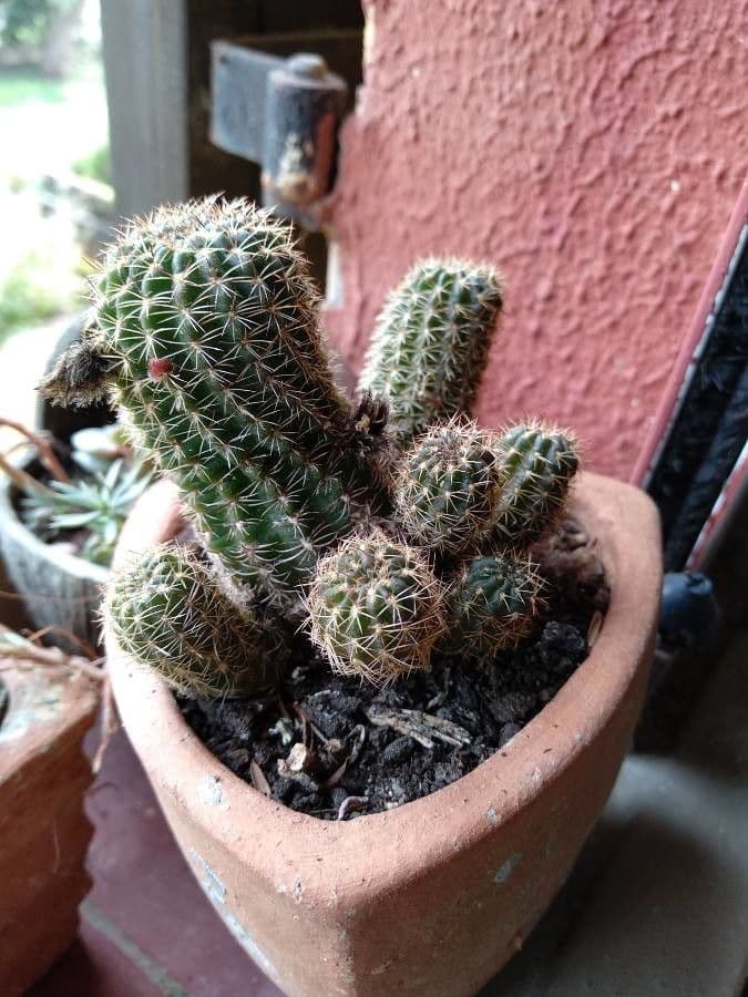 Cactus riccio 4