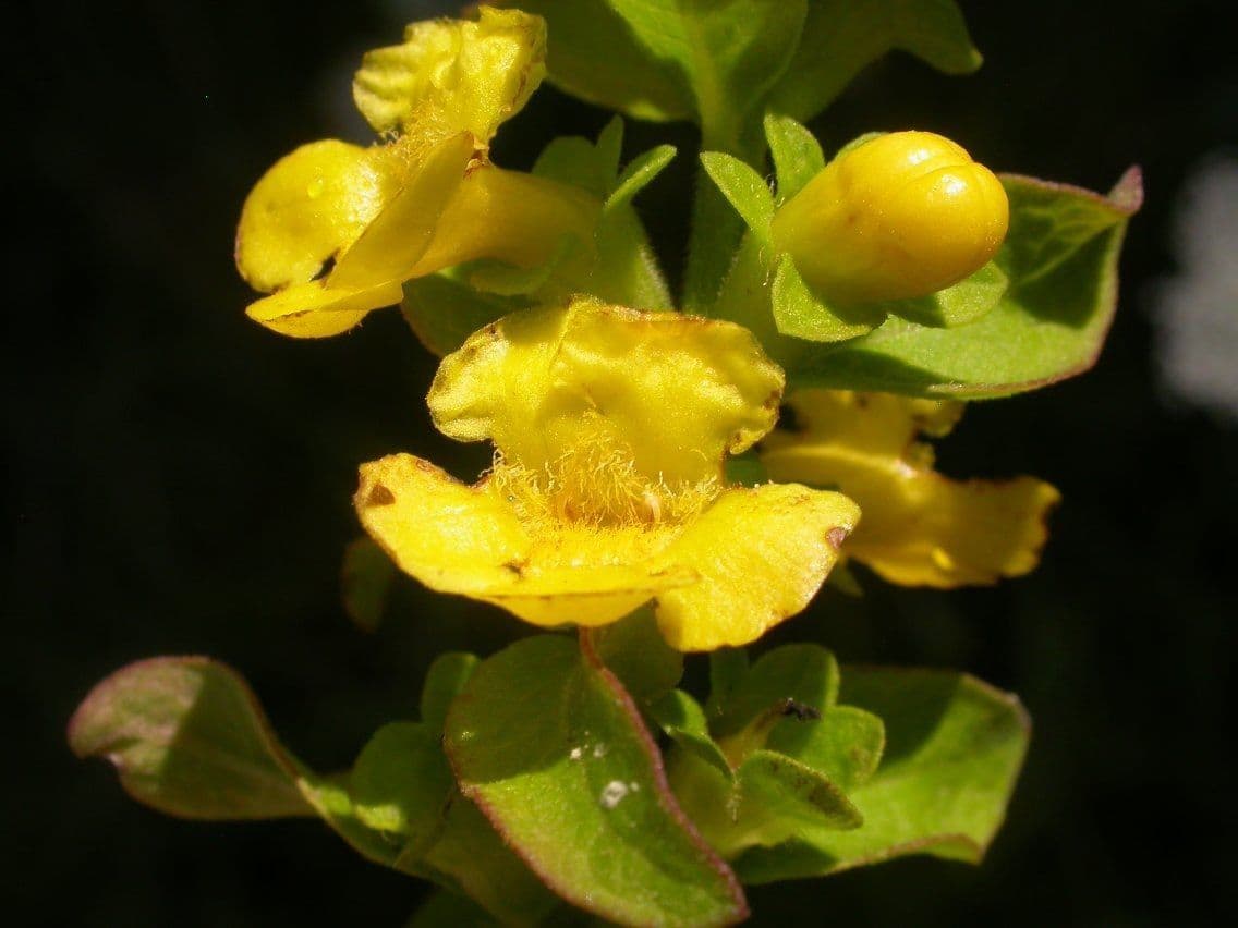 Aureolaria grandiflora 8
