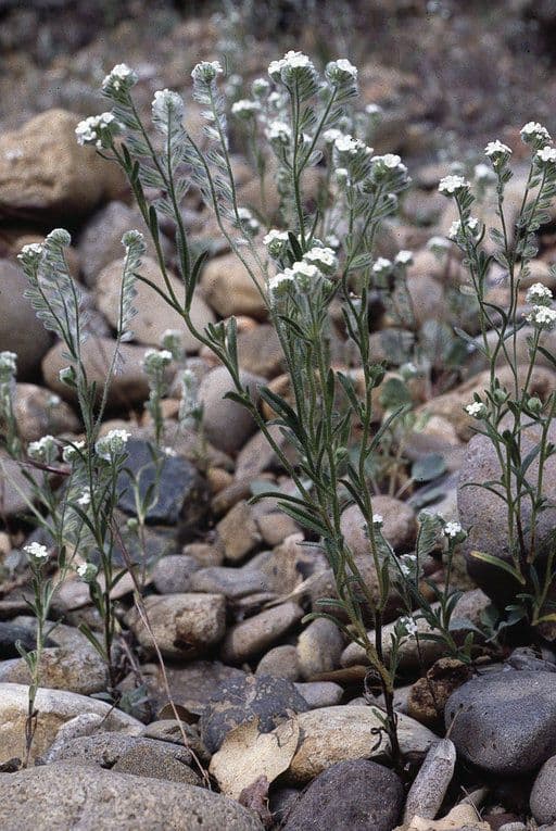 Cryptantha 6