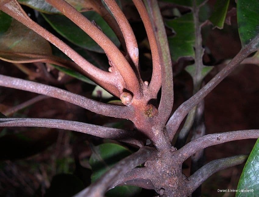 Planchonella 6