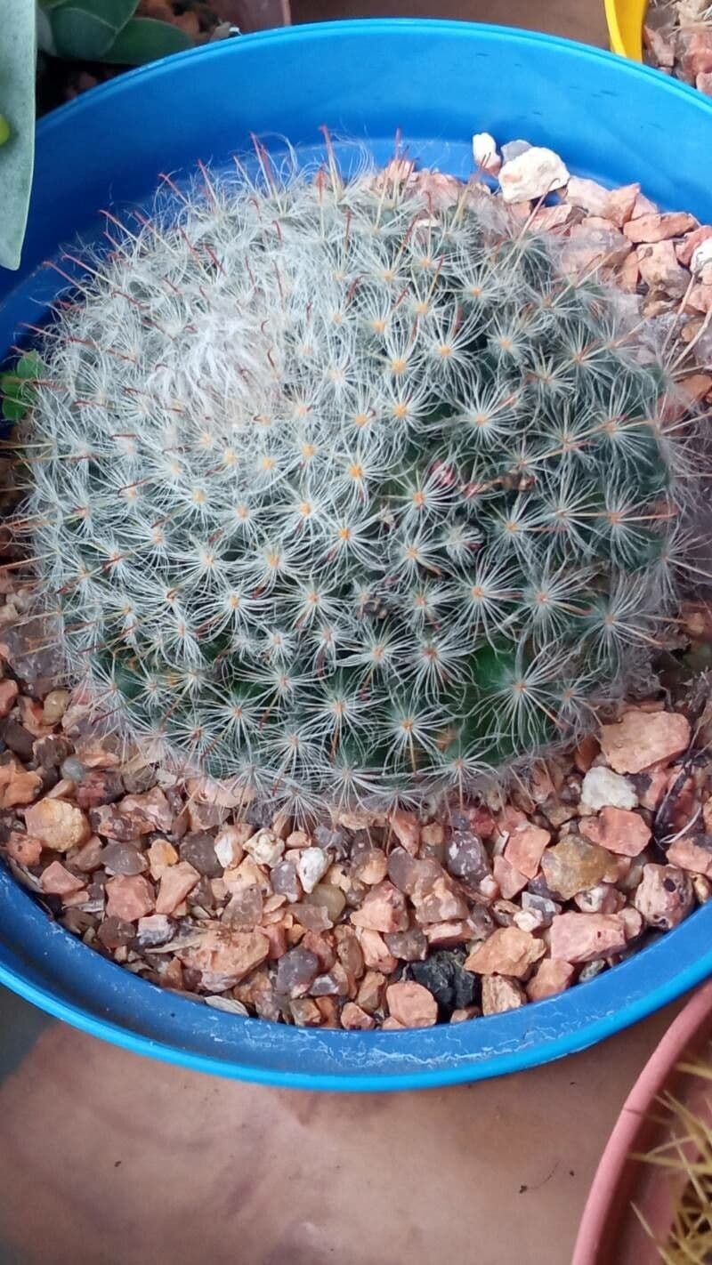 Cactus 20