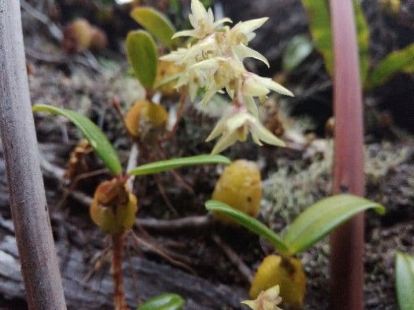 Bulbophyllum 10