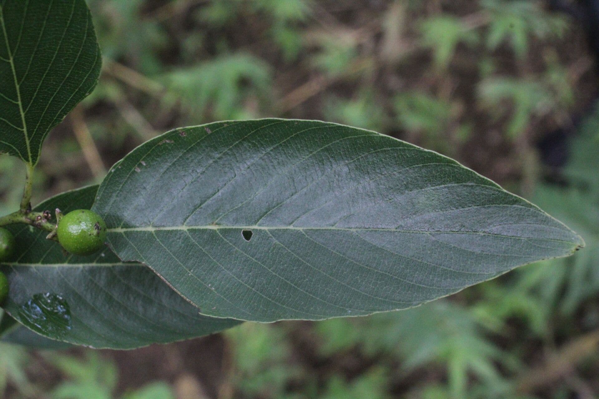 Karwinskia 8