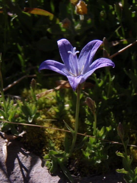 Campanula 3