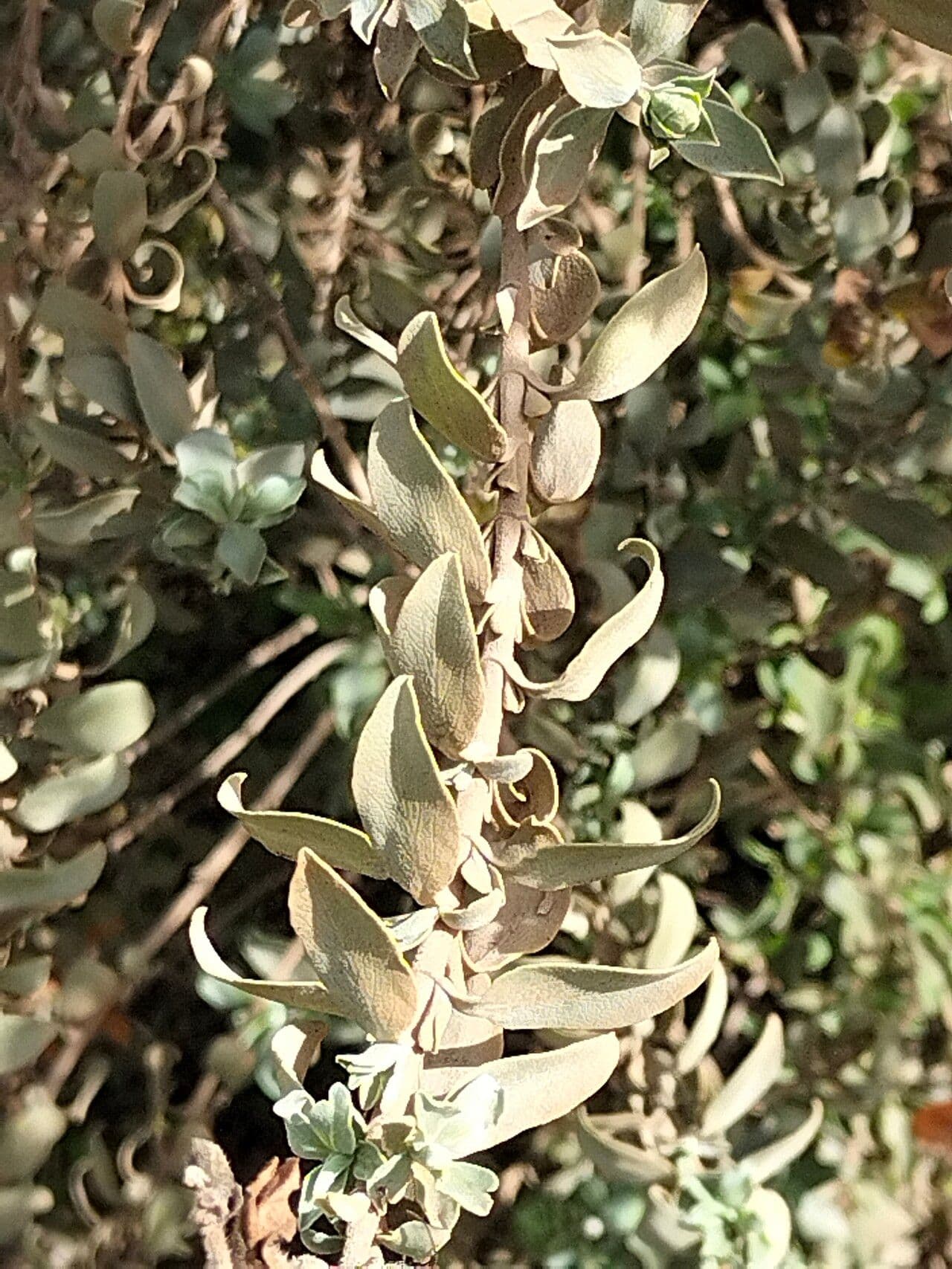 Salvia bronzo 2