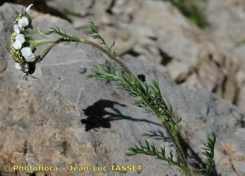 Achillea atrata 19