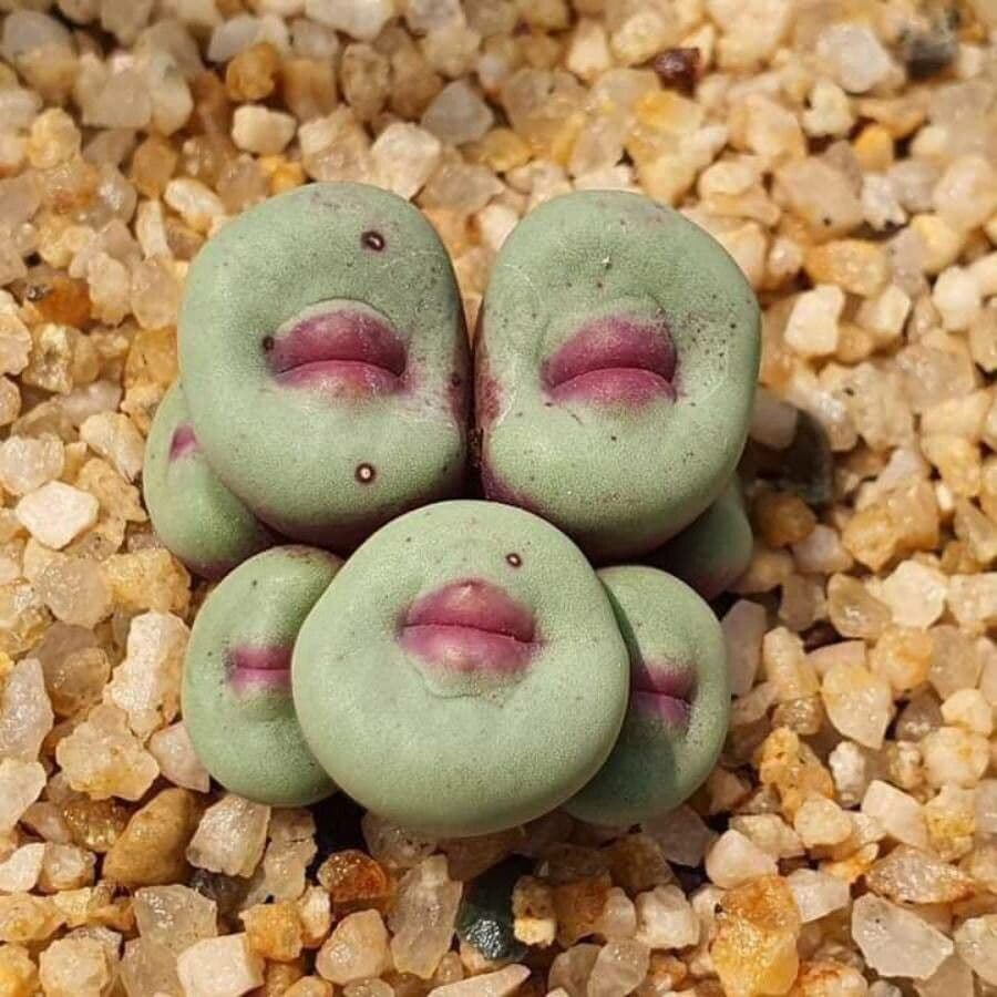 Conophytum