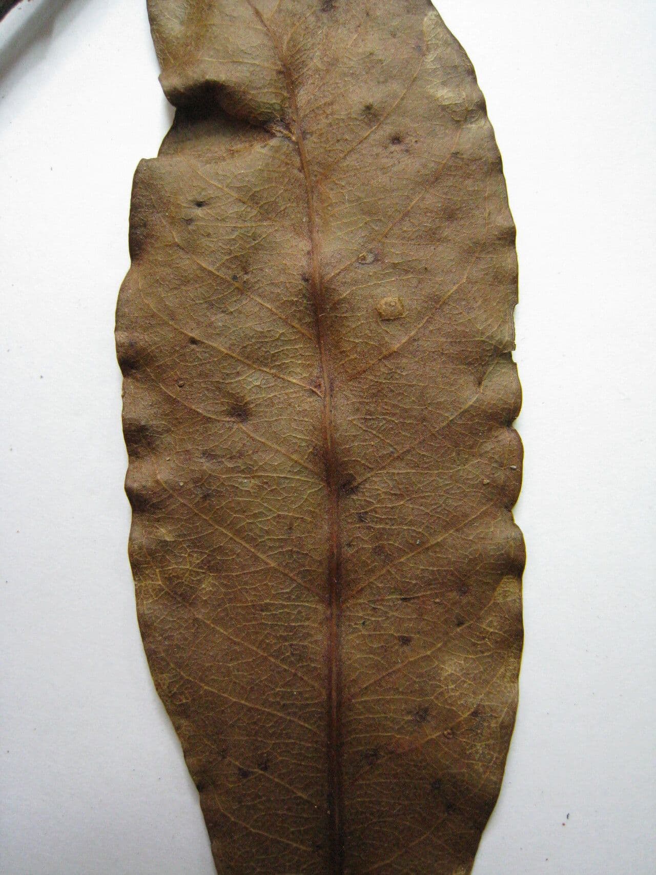 Glanzblättriger Sternapfel 2
