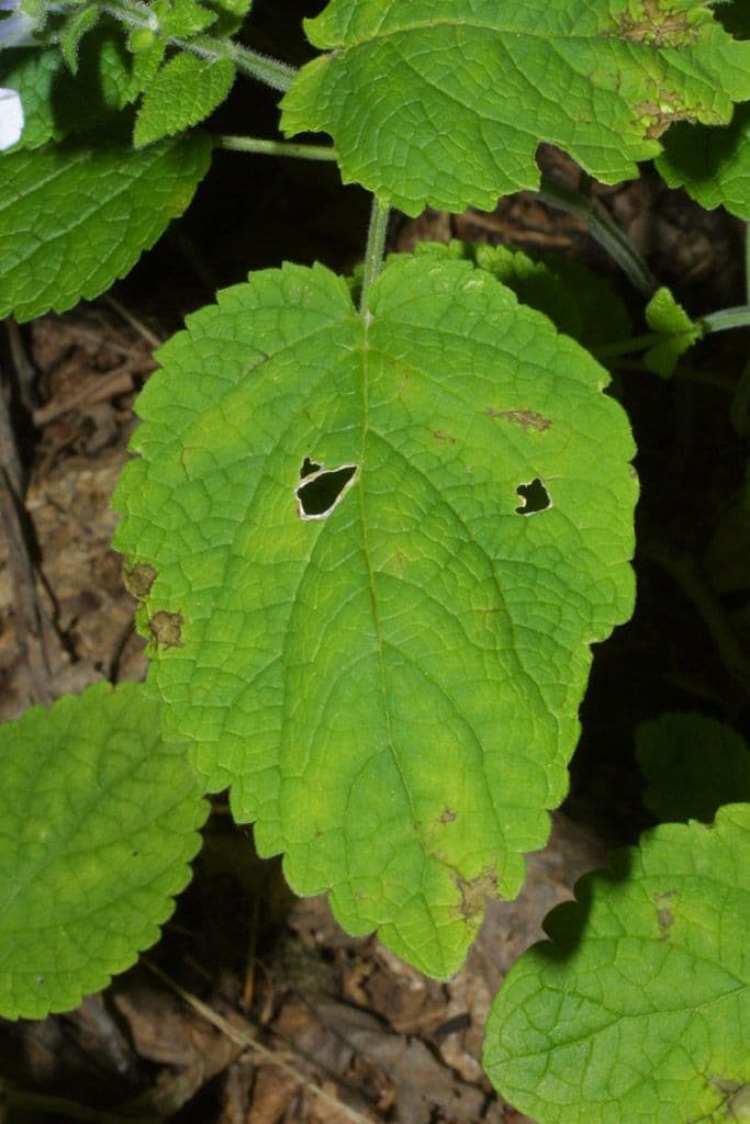 Scutellaria ovata 14