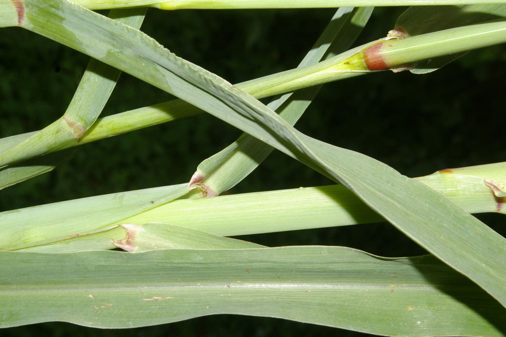 Erba gru 9