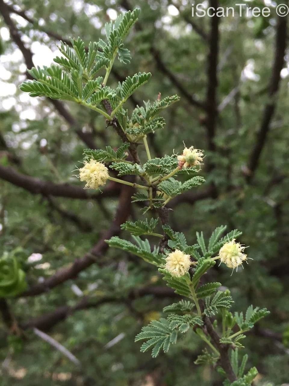 Acacia tortuosa 9
