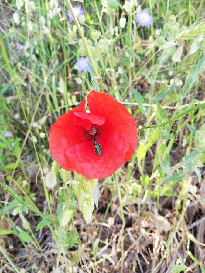 Klatschmohn 21