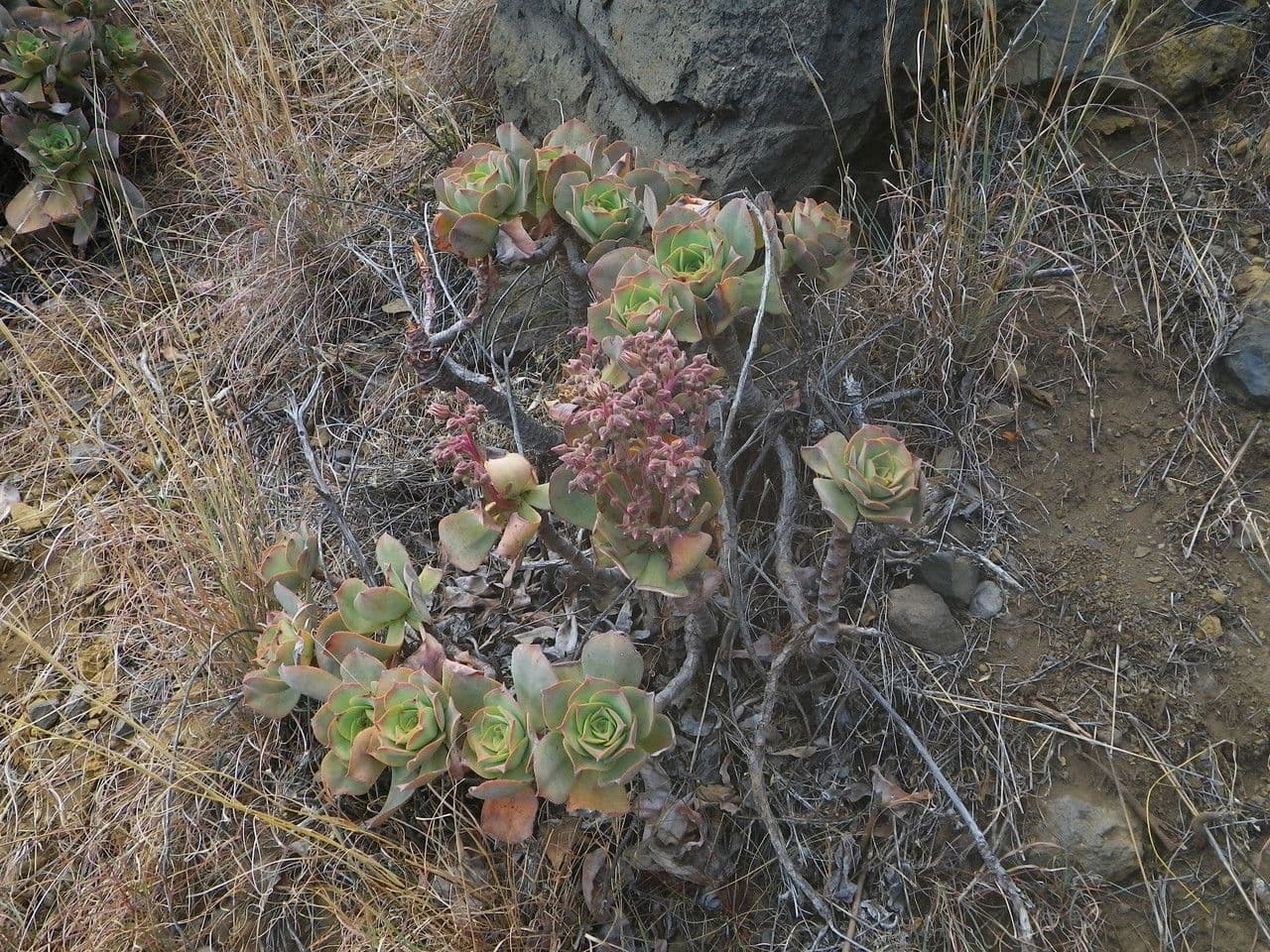 Aeonium 9