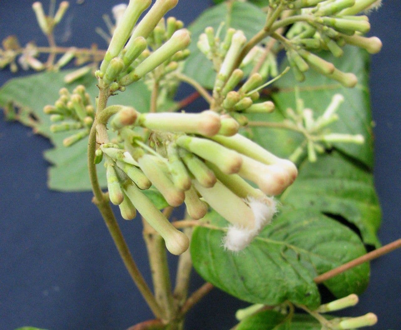 Chinarindenbaum 4
