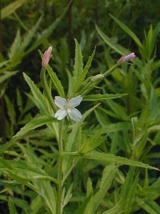Scharlach-Weidenröschen 8