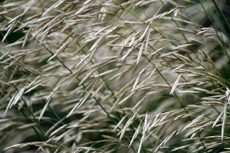 Wehrlose Trespe 2