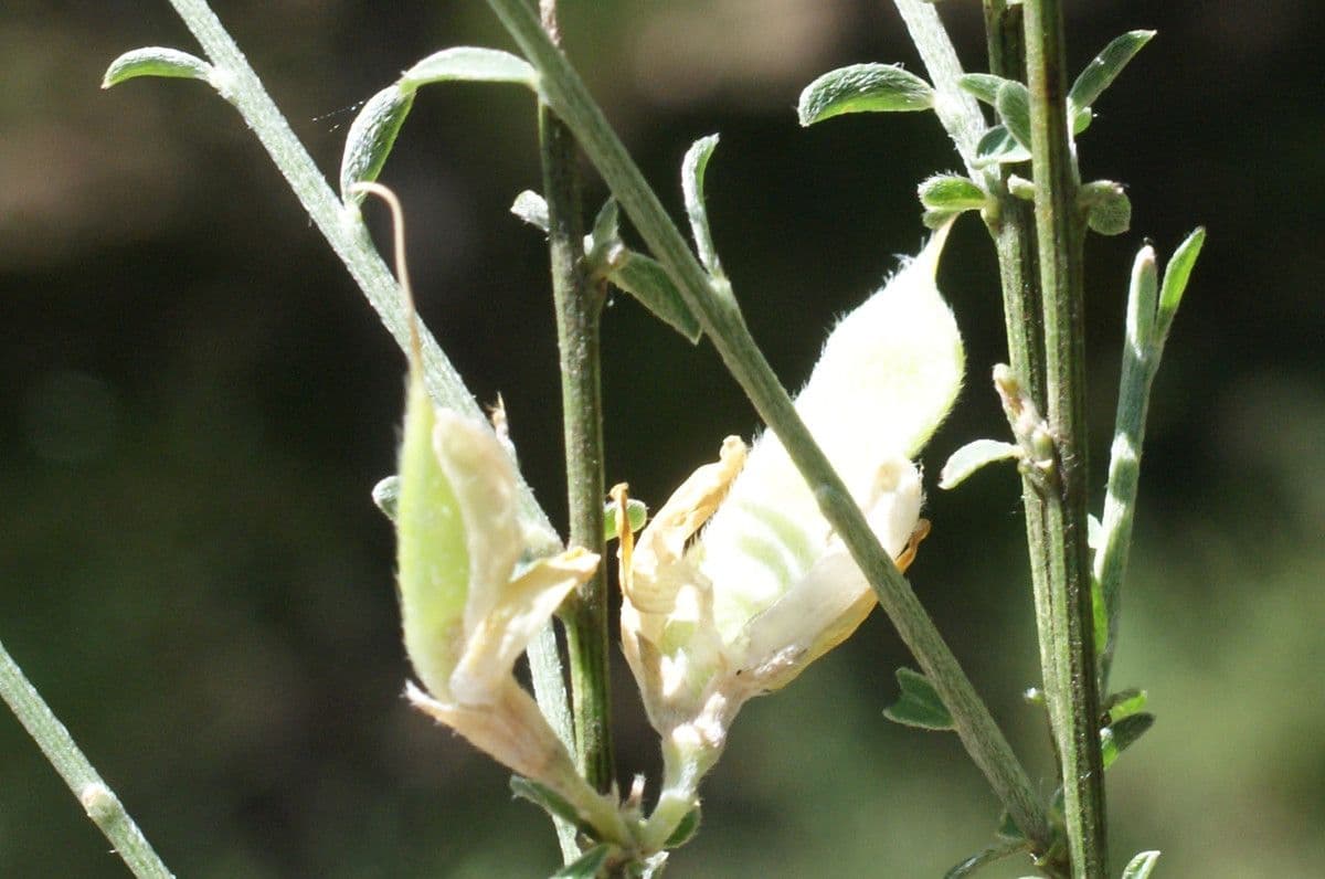 Ginestra cenerina 3