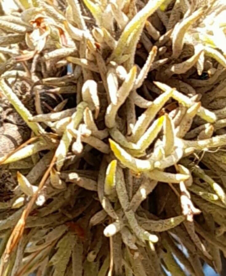 Tillandsia 5