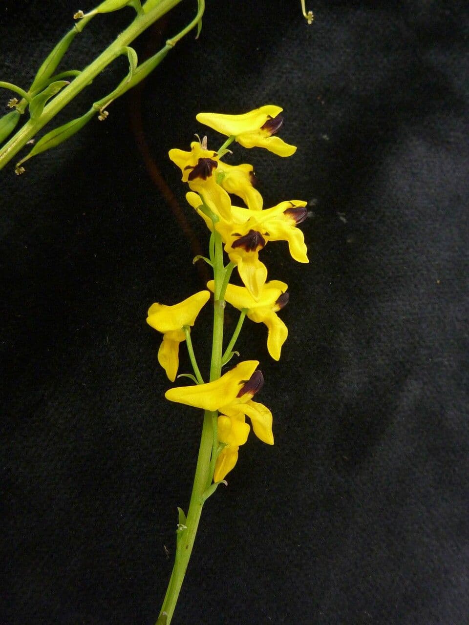 Fumaria