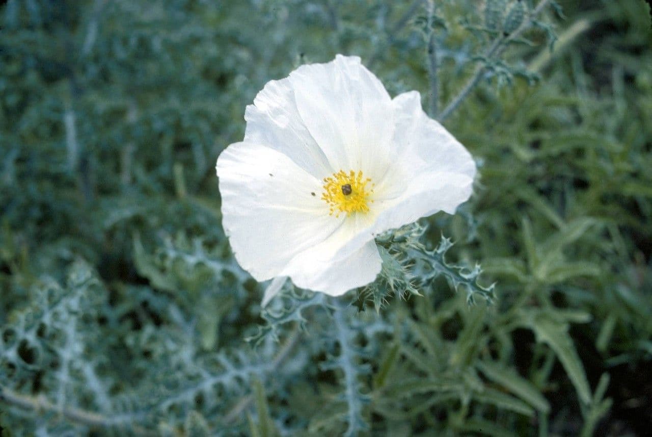 Stacheldistel 4