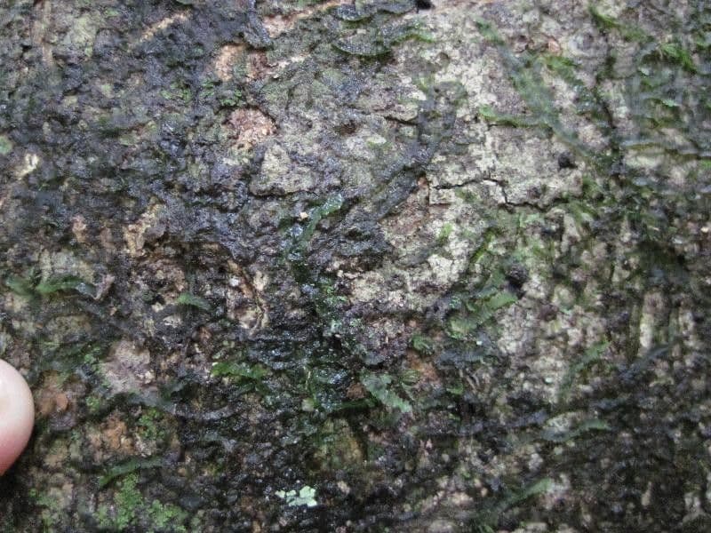 Cheiloclinium cognatum 7