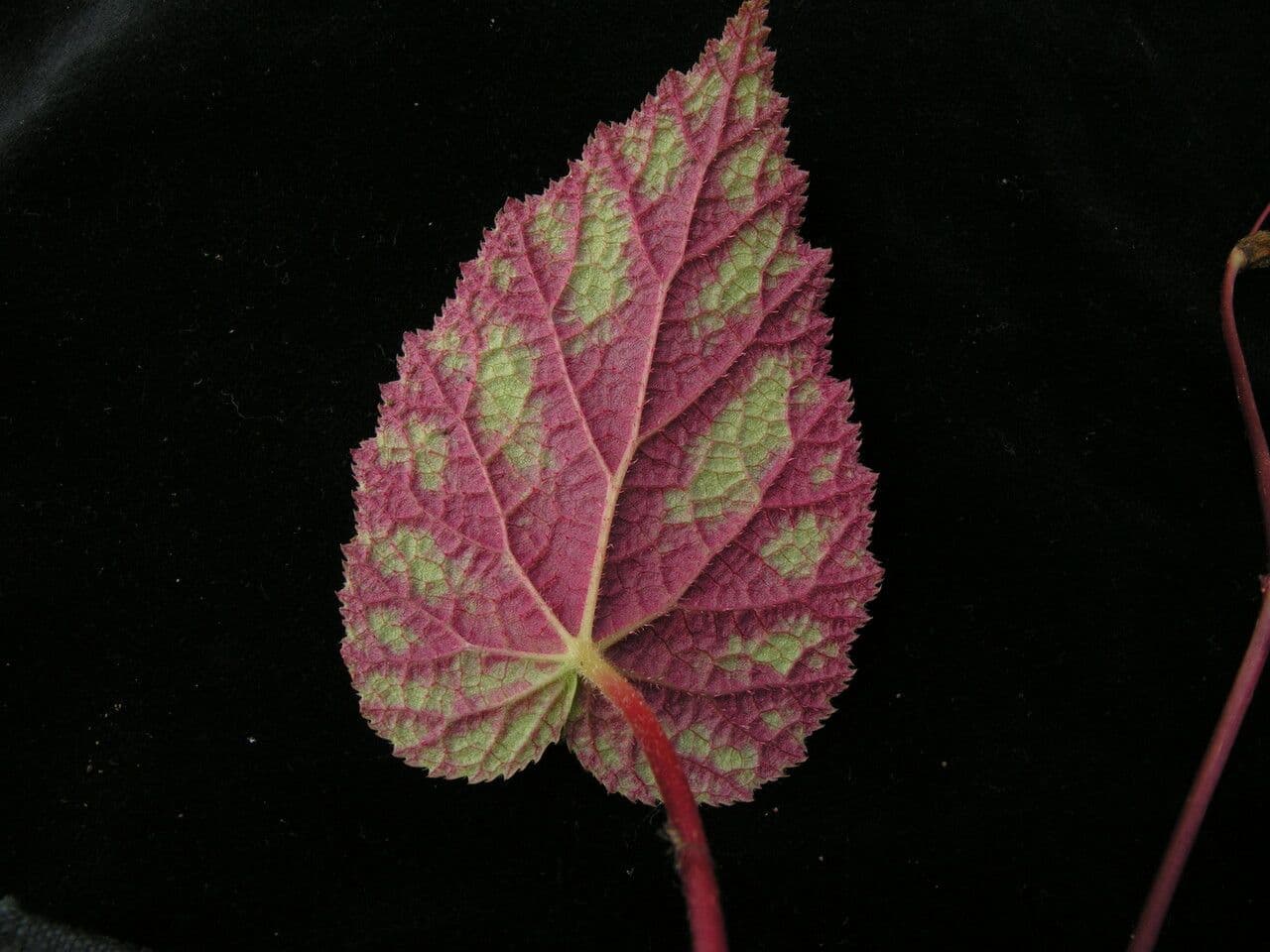Begonia dipinta 19