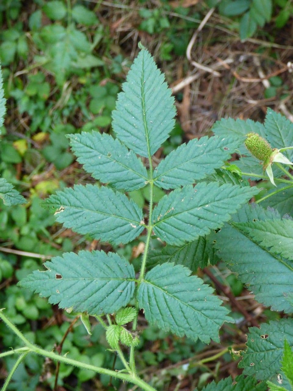 Rovo rosifoglio 16