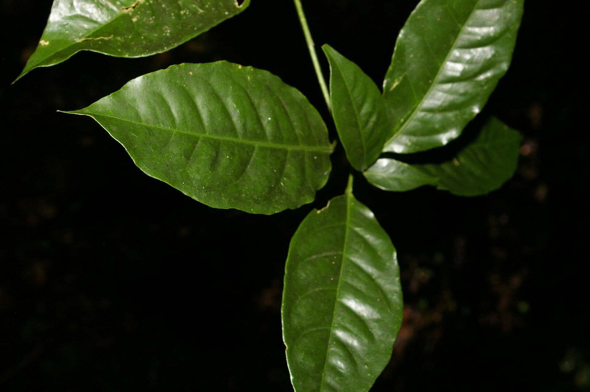 Peltostigma 10