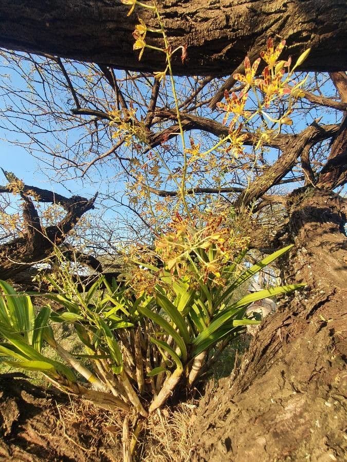 Leopardí orchidej 6