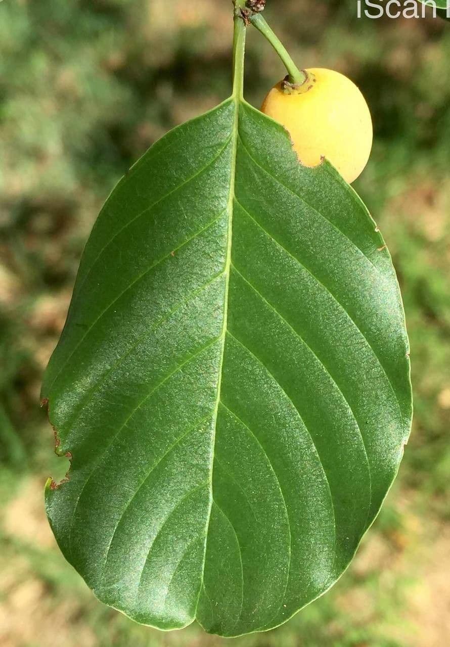 Berchemia discolor 6