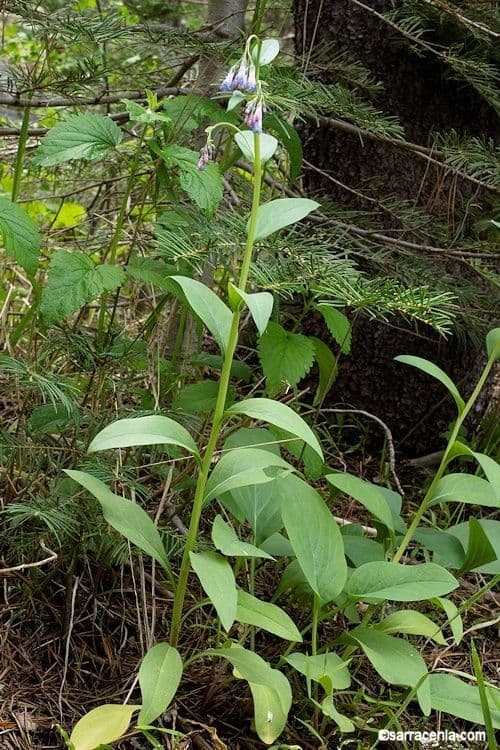 Mertensia ciliata 9