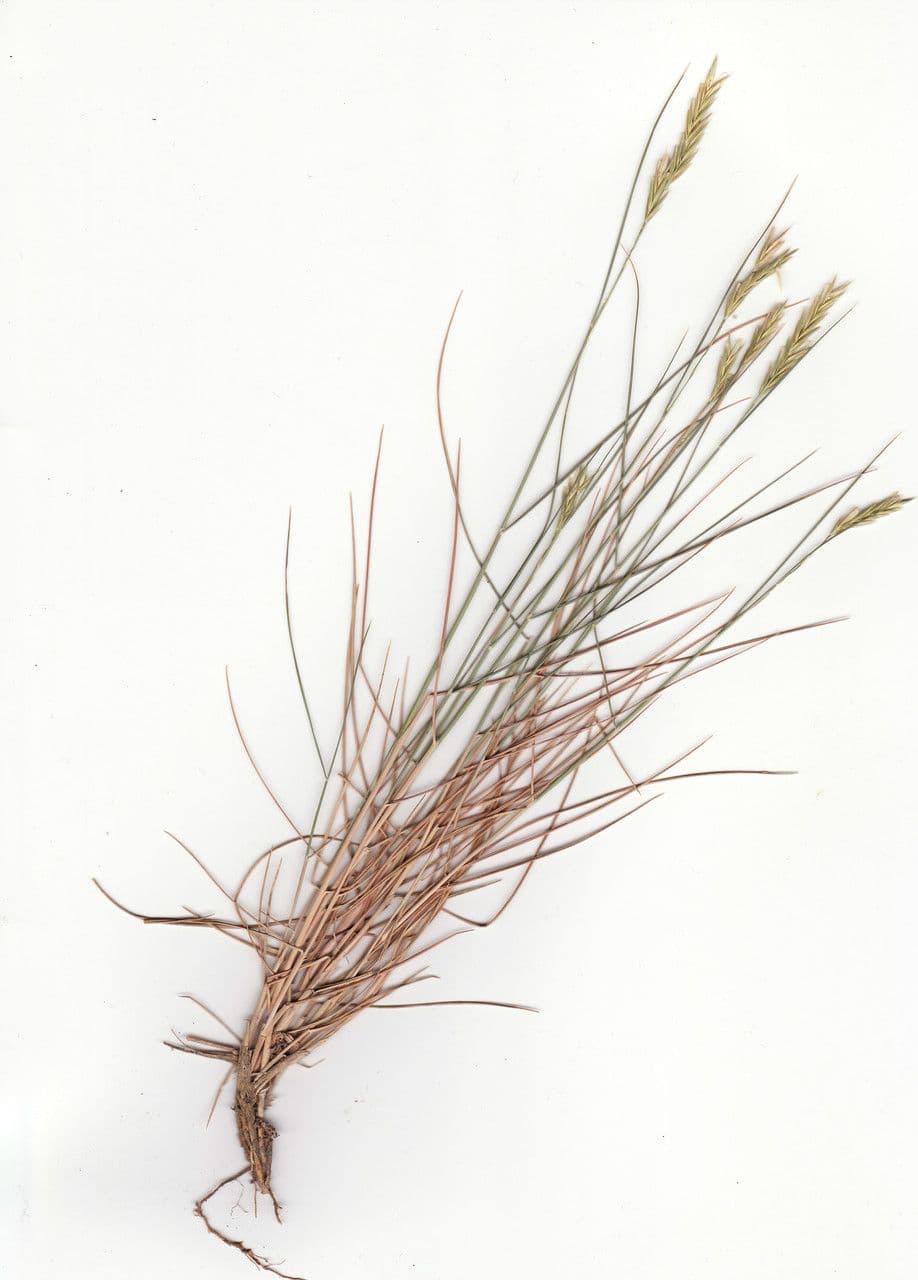 Festuca ovina 13